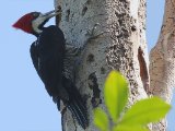 Zwartkeelspecht -  Crimson-crested Woodpecker  (Venezuela)