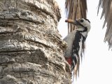 Tamariskspecht -  Sind Woodpecker  (Iran)