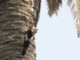 Tamariskspecht -  Sind Woodpecker  (Iran)