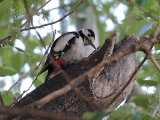 Syrische bonte specht -  Syrian Woodpecker  (Azerbeidjan)