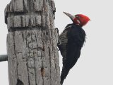 Zwartkeelspecht -  Crimson-crested Woodpecker  (Suriname)