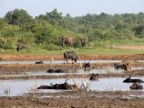 Olifanten en waterbuffels - Uda  Walawe N.P.
