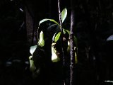 Bekerplant - Nepenthes spec. - Sinharaja N.P.