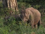Indische olifant - Uda Walawe N.P.