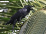 Indian Jungle Crow - Indiase Junglekraai (Corvus  culminatus)