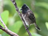 Red-vented Bulbul - Roodbuikbuulbuul (Pycnonotus cafer)