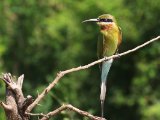 Blue-tailed Bee-eater - Blauwstaartbijeneter  (Merops philippinus)