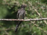 Fork-tailed Drongo-Cuckoo - Vorkstaartdrongokoekoek (Surniculus dicruroides)