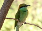 Green Bee-eater - Kleine Groene Bijeneter (Merops orientalis)