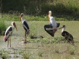Painted Stork and Woolly-necked Stork - Bisschopsooievaar (Ciconia episcopus)