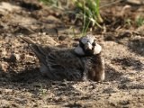 Ashy-crowned Sparrow-lark - Grijskruinvinkleeuwerik (Eremopterix griseus)