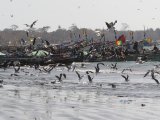 Tanji Beach - Vissersboten en zeevogels