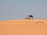 Landschap met kameel
