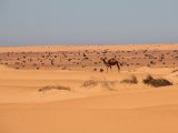 Landschap met kameel