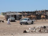 Kamelen- en schapenmarkt bij Nouadhibou