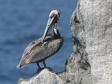 Brown Pelican (Bruine Pelikaan) - Chuao