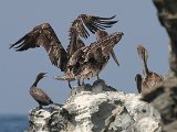Brown Pelican and Neotropical Cormorant - Chuao