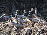 Brown Pelican (Bruine Pelikaan) - Mochima