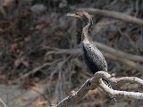 Neotropical Cormorant (Neotropische aalscholver) - Los Llanos