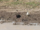 Whispering Ibis (Maskeribis) and Large-billed Tern (Grootsnavelstern) - Los Llanos