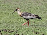 Buff-necked Ibis (Geelhalsibis) - Los Llanos