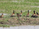 White-faced Whistling-Duck (Witwangfluiteend) and Brazilian Teal (Amazonetaling)- Los Llanos