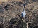 Little Blue Heron (Kleine Blauwe Reiger) - Los Llanos