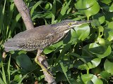 Striated Heron (Mangrovereiger) - Los Llanos