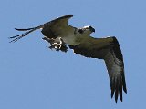 Osprey (Visarend) - Canaima
