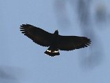 Common Black-Hawk (Zwarte Buizerd) - Chuao