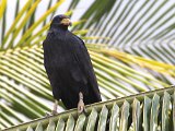 Common Black-Hawk (Zwarte Buizerd) - Chuao