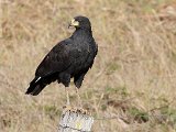 Great Black-Hawk (Zwarte Arendbuizerd) - Los Llanos