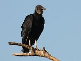 Black Vulture (Zwarte Gier) - Mochima