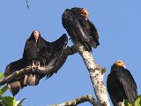 Lesser Yellow-headed Vulture (Kleine Geelkopgier) - Orinoco delta
