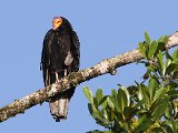 Lesser Yellow-headed Vulture (Kleine Geelkopgier) - Orinoco delta