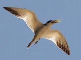 Large-billed Tern (Grootsnavelstern) - Los Llanos