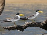 Large-billed Tern (Grootsnavelstern) - Los Llanos