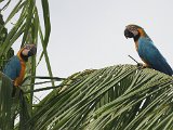 Blue-and-yellow Macaw (Blauw-gele Ara) - Orinoco delta