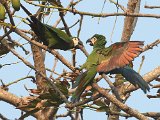 Chestnut-fronted Macaw (Dwergara) - Choroni