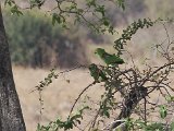 Yellow-crowned Parrot (Geelvoorhoofdamazone) - Los Llanos