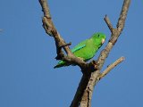 Green-rumped Parrotlet (Groene Muspapegaai) - Los Llanos