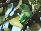 Green-rumped Parrotlet (Groene Muspapegaai) - Los Llanos