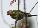 Brown-throated Parakeet (Maïsparkiet) - Ciudad Bolivar