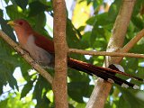 Squirrel Cuckoo (Eekhoornkoekoek) - Canaima