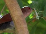 Squirrel Cuckoo (Eekhoornkoekoek) - Canaima