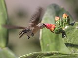 Buffy Hummingbird (Bruine Kolibrie) - Mochima