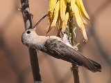 Buffy Hummingbird (Bruine Kolibrie) - Mochima