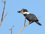 Ringed Kingfisher (Amerikaanse Reuzenijsvogel) - Mochima
