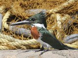 Amazone Kingfisher (Amazoneijsvogel) - Chuao