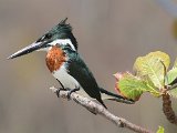Amazone Kingfisher (Amazoneijsvogel) - Chuao